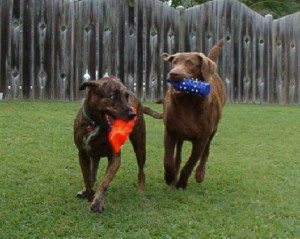 All boarded dogs take a mid-day break for some rest and relaxation. Meals will be provided according to your dog’s predetermined schedule. Our skilled caregivers are able to administer special diets and medications.