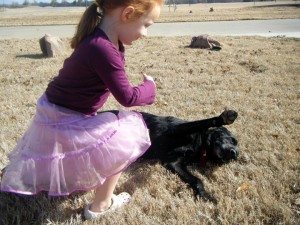 All training is completed through board-and-train programs, your dog will learn to walk on a loose leash, heel, sit, and lie down, go to his “place,” stay when told, and come (here) when called, even around distractions.