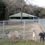 dog_play_yards_2_576x400