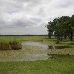 pokcatfishpond1