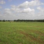pokhayfield1_1