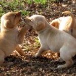 rex_pup2 rex_pup2