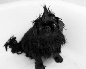 When dogs have fun, they usually get dirty  Boarding departure services include a sudsy shampoo.  Special oatmeal or hypoallergenic shampoos are available upon request.  